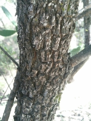 Erythroxylum australe