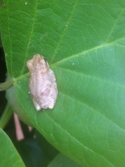 Hyperolius viridiflavus goetzei