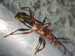 Coptocercus aberrans