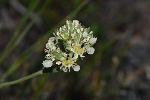 Horkelia daucifolia var. indicta