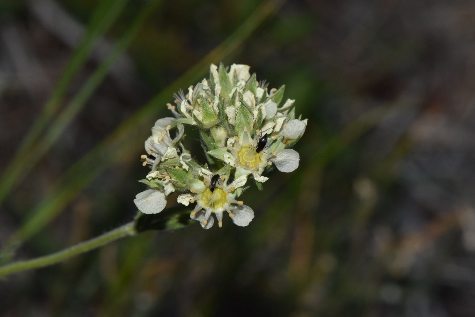 Horkelia daucifolia var. indicta