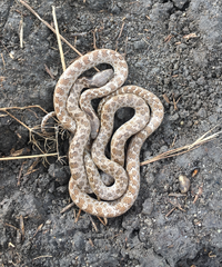 Hypsiglena ochrorhynchus klauberi