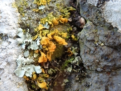 Teloschistes velifer