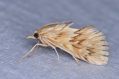 Cynaeda dentalis
