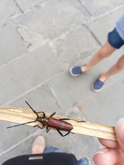 Aromia moschata