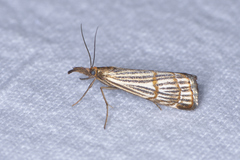Chrysocrambus dentuellus