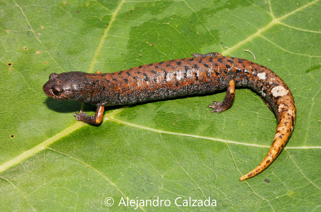 Mustache False Brook Salamander