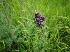 Cirsium palustre