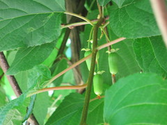 Actinidia kolomikta