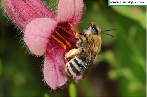 Eucera chinensis