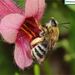 Eucera chinensis - Photo (c) Homemountain/Shan Gui, some rights reserved (CC BY-NC), uploaded by Homemountain/Shan Gui