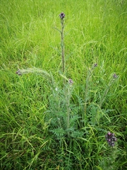 Cirsium palustre