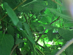 Actinidia kolomikta