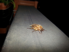 Amphimallon solstitiale