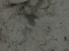 Amblygobius nocturnus