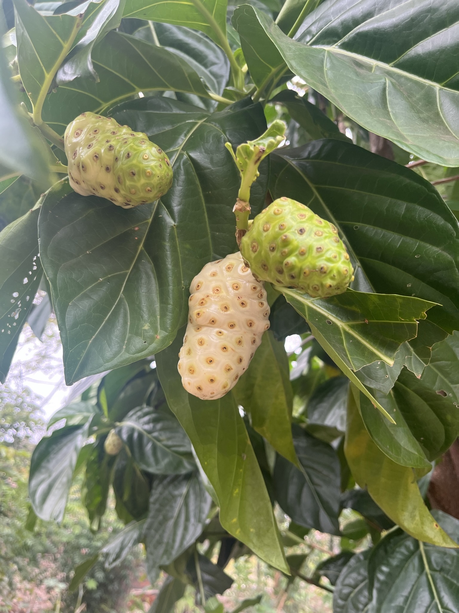 Morinda citrifolia