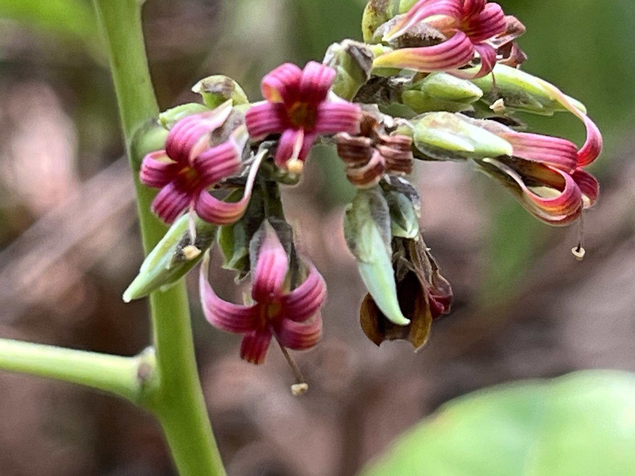 Anacardium occidentale