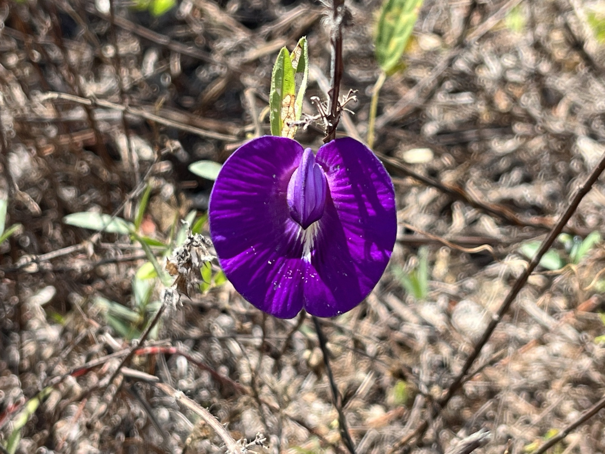Centrosema brasilianum