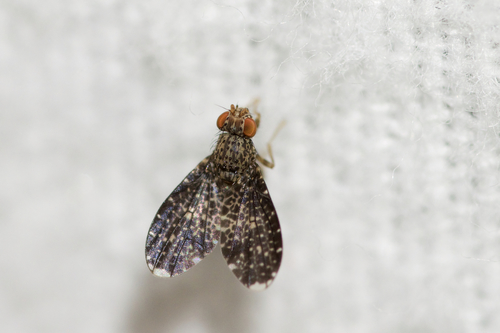 Trypetisoma sticticum
