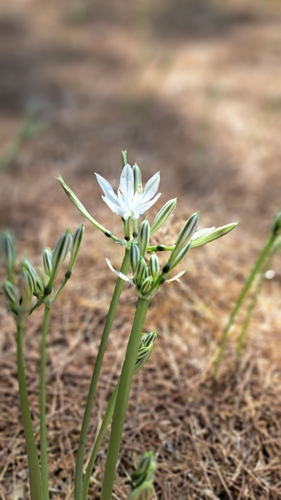 Image of Vagaria parviflora by (c) Nachman bones, some rights reserved (CC BY)