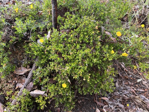 Image of Hibbertia hypericoides by (c) dizzyurid, some rights reserved (CC BY)