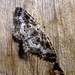 Epirrhoe tartuensis - Photo (c) Владимир, μερικά δικαιώματα διατηρούνται (CC BY-NC), uploaded by Владимир