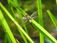 Pseudothemis zonata