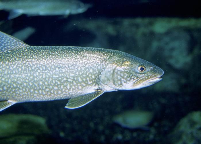 Lake Trout Salvelinus namaycush iNaturalist