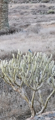 Cyanistes teneriffae degener
