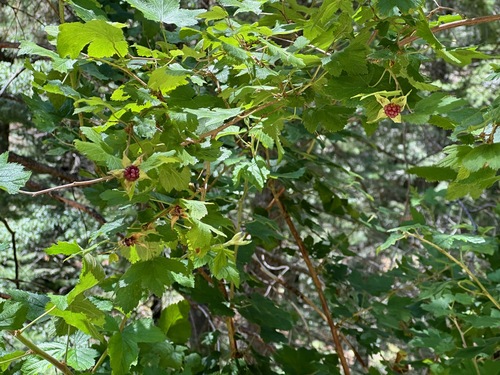 Image of Rubus neomexicanus by (c) Forest Botial-Jarvis, some rights reserved (CC BY)