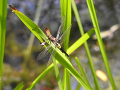 Pseudothemis zonata