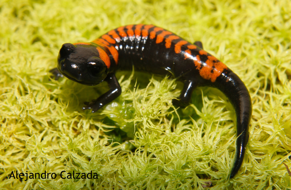 Oaxacan False Brook Salamander