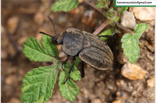 Aclypea daurica · iNaturalist