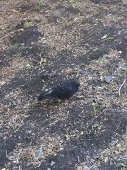 Columba livia domestica