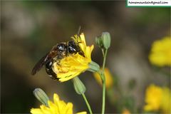 Lasioglossum dybowskii
