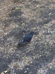 Columba livia domestica