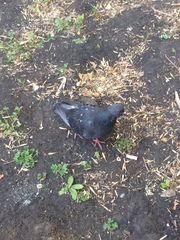 Columba livia domestica
