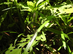 Platycnemis phyllopoda