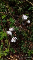 Monotropastrum humile