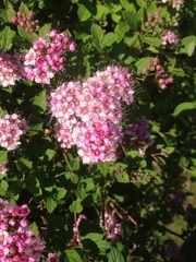 Spiraea splendens