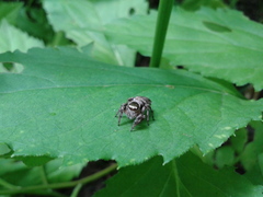 Salticidae