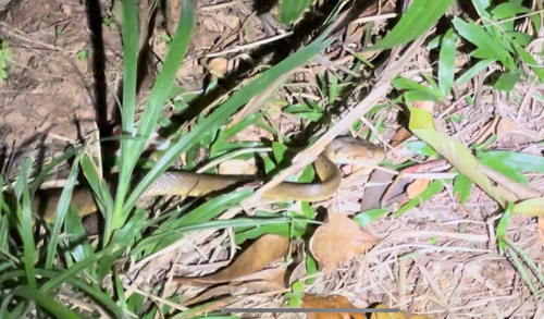 Brown Tree Snake sighting