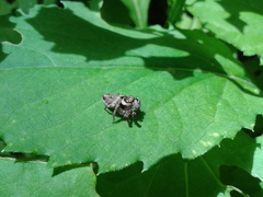 Salticidae