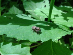 Salticidae