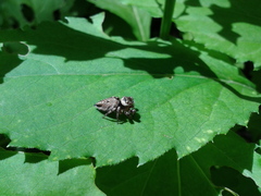 Salticidae