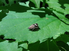 Salticidae