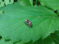 Salticidae