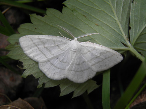 Pilkajuostis Balsvasprindis