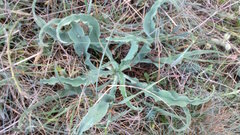 Takhtajaniantha crispa