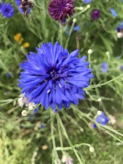 Centaurea cyanus